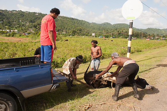 Bill Mortley_St. Lucia - June 29th, 2012_BMP-9521