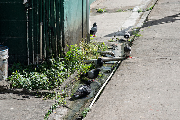 Bill Mortley Photography_Castries Today_BMP-4121