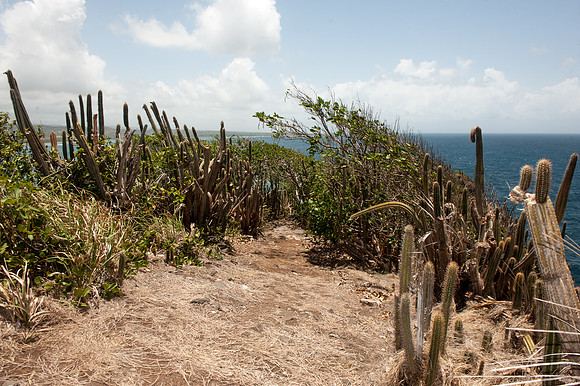 Bill Mortley_St Lucia_Visit To Maria Islands_BMP-4459