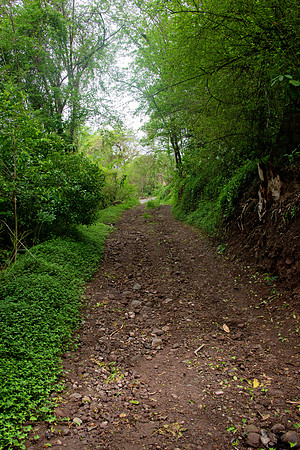 Bill Mortley Photography_The Globe_June 27th, 2023_The Path leading to the property - BMP-1758