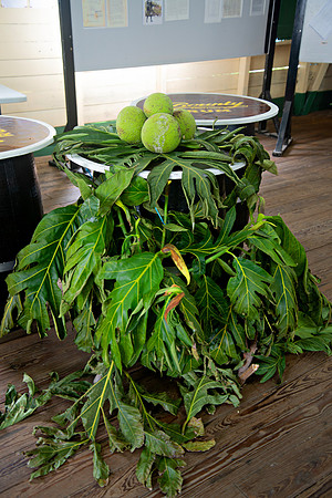 Bill Mortley Photography_Breadfruit Festival_ July 31st, 2022_ BMP-5552