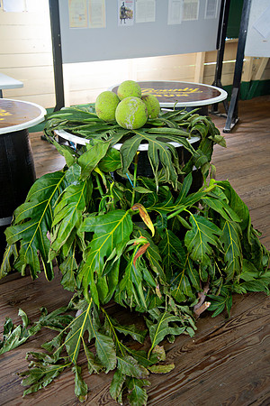 Bill Mortley Photography_Breadfruit Festival_ July 31st, 2022_ BMP-5553
