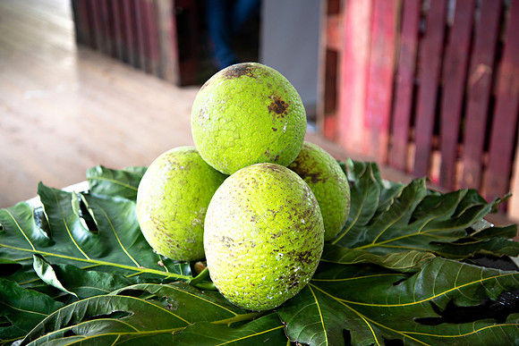 Bill Mortley Photography_Breadfruit Festival_ July 31st, 2022_ BMP-5555