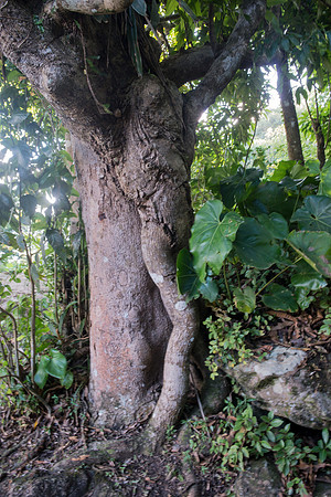 Bill Mortley Photography_Tropical Traveller Soufriere Assignment_December 18th, 2018-4088