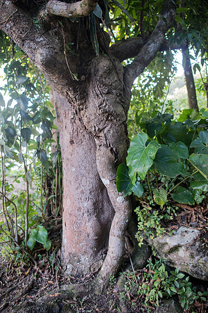 Bill Mortley Photography_Tropical Traveller Soufriere Assignment_December 18th, 2018-4089