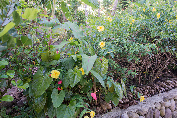 Bill Mortley Photography_Tropical Traveller Soufriere Assignment_December 18th, 2018-4093