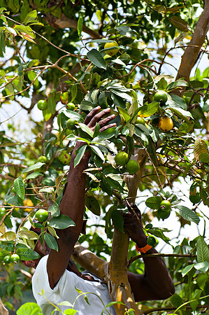 Bill Mortley_ St. Lucia _April 16th, 2013_BMP-6774