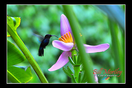 humming_bird