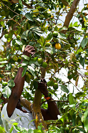 Bill Mortley_ St. Lucia _April 16th, 2013_BMP-6776