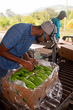 Bill Mortley Photography_David's Banana Projectl_January 22nd, 2024_BMP-7322