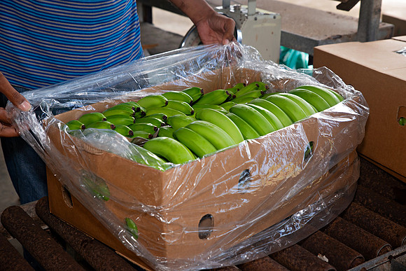 Bill Mortley Photography_David's Banana Projectl_January 22nd, 2024_BMP-7326