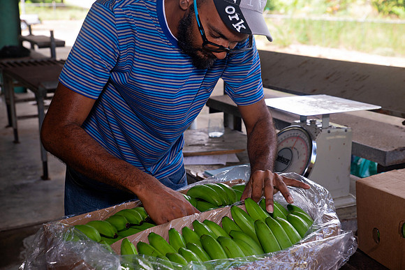 Bill Mortley Photography_David's Banana Projectl_January 22nd, 2024_BMP-7327