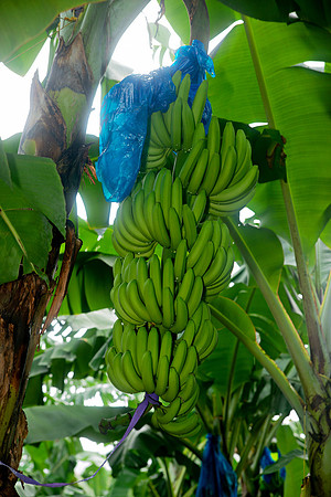Bill Mortley Photography_David's Banana Projectl_January 22nd, 2024_BMP-7337
