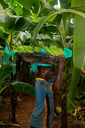 Bill Mortley Photography_David's Banana Projectl_January 22nd, 2024_BMP-7338