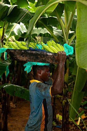 Bill Mortley Photography_David's Banana Projectl_January 22nd, 2024_BMP-7339