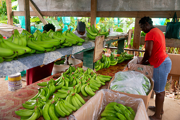Bill Mortley Photography_David's Banana Projectl_January 22nd, 2024_BMP-7344