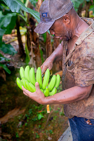 Bill Mortley Photography_David's Banana Projectl_January 22nd, 2024_BMP-7347