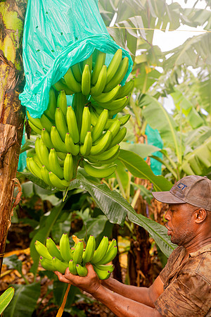 Bill Mortley Photography_David's Banana Projectl_January 22nd, 2024_BMP-7346