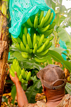 Bill Mortley Photography_David's Banana Projectl_January 22nd, 2024_BMP-7348