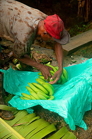 Bill Mortley Photography_David's Banana Projectl_January 22nd, 2024_BMP-7352