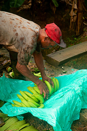 Bill Mortley Photography_David's Banana Projectl_January 22nd, 2024_BMP-7353
