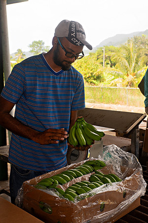 Bill Mortley Photography_David's Banana Projectl_January 22nd, 2024_BMP-7317
