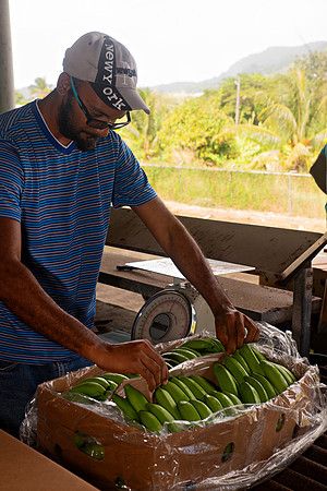 Bill Mortley Photography_David's Banana Projectl_January 22nd, 2024_BMP-7318