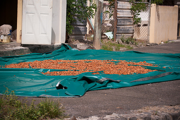 Bill Mortley_St. Lucia_10092010_BMP-5746