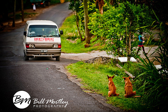 BillMortley_04172010_St. Lucia_  BMP-1726