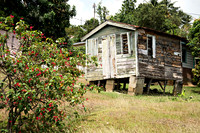 New St Lucia-photos