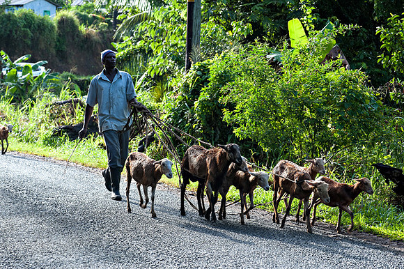 Bill Mortley_ St. Lucia _ October 26th, 2012-1061