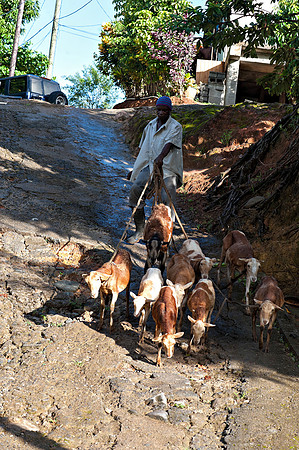 Bill Mortley_ St. Lucia _ October 26th, 2012-1058