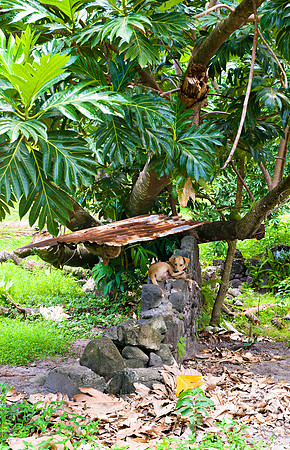 Bill Mortley_St. Lucia - September 20th, 2012-3759 - Copy