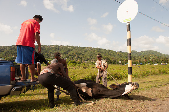 Bill Mortley_St. Lucia - June 29th, 2012_BMP-9524