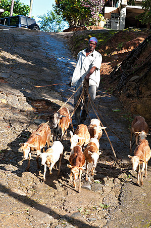 Bill Mortley_ St. Lucia _ October 26th, 2012-1059