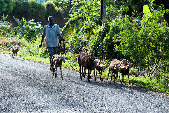 Bill Mortley_ St. Lucia _ October 26th, 2012-1060